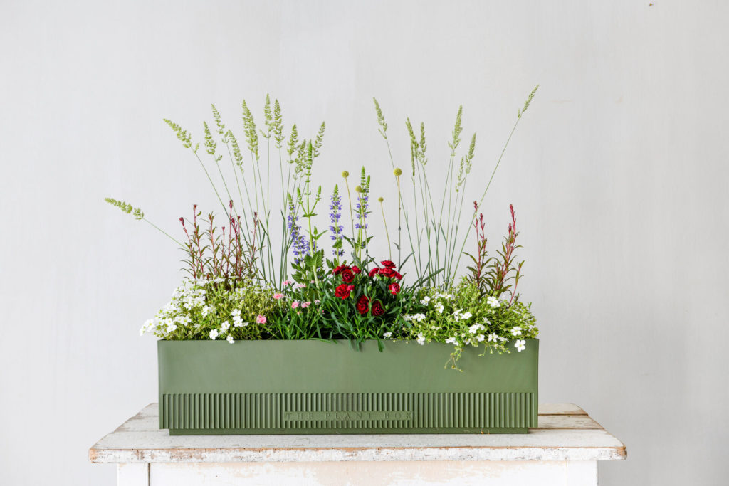 ThePlantBox_SummerBreeze_in_PlantBox_Grün_(c)_Anna_Cor_1